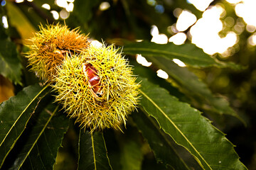 chestnut fruit inside the hedgehog about to fall with chestnut leaves in the background