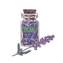 Bottle with flowers and lavender branch. Color. Engraving style. Vector illustration.