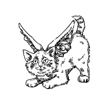 Kitten with angels wings. Sketch tattoo. Engraving style. Vector illustration.