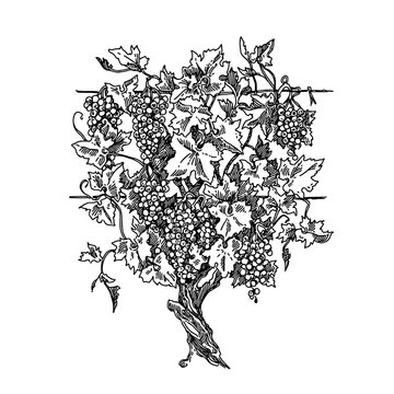 Grape tree with berries and leaves. Sketch. Engraving style. Vector illustration.