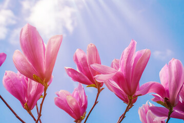 Magnolia tree in blossom. beautiful purple flower.