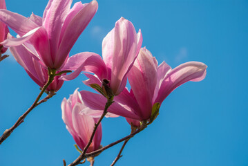 Magnolia tree in blossom. beautiful purple flower.