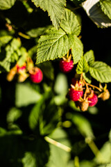Branch of ripening raspberries in the dark background close up