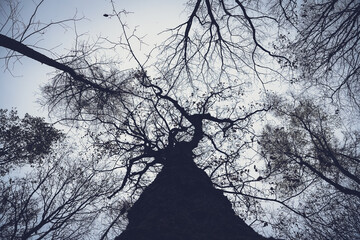 silhouette of a tree