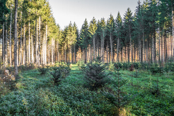 Wiederaufforstung durch Neuanpflanzung von Jungbäumen im Nadelwald