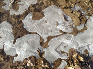 beautifully frozen water in a puddle. air bubbles inside the ice. frozen mud