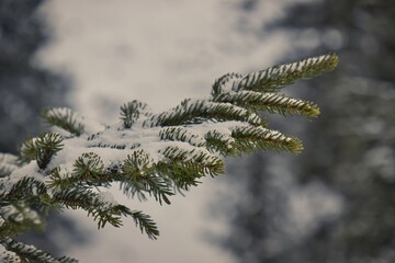 Tannenast Schnee bedeckt