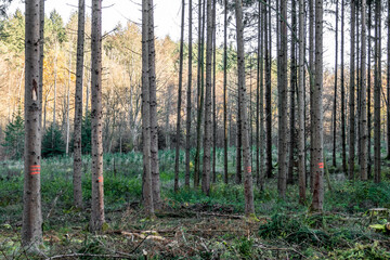 Waldrodung im Mischwald