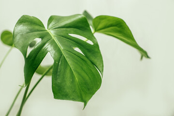 Monstera in a modern interior, the concept of minimalism