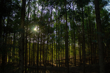 Eucalyptus forest in the sunset