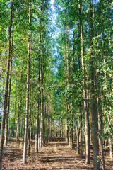 Eucalyptus forest