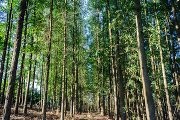 Eucalyptus forest