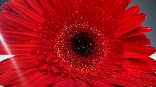 Zoom-out macro shot from centre to petals of beautiful red gerbera on dark background
