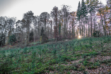 Wiederaufforstung durch Neuanpflanzung von Jungbäumen im Mischwald