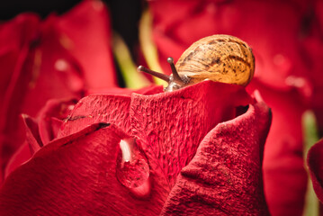 Cute tiny snail crawling on a red rose