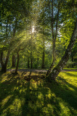 trees in the city park with sunlight