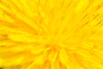 Blurred yellow spring flower background