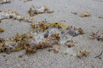 sea weed and foam on the sand