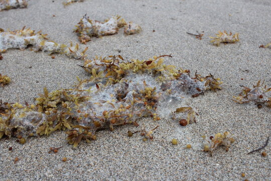 Sea Weed And Foam On The Sand