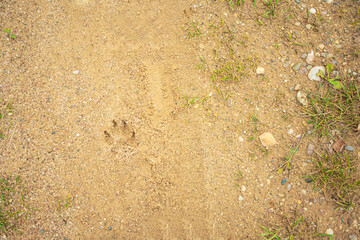 Dog footprint on the earth, yellow sand