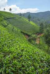 Fototapeta na wymiar Tea crops from the hills of Munnar, Kerala, India
