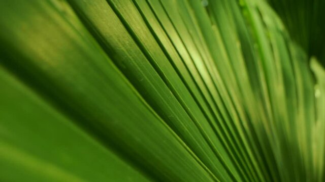 extremely close-up, detailed. palm leaves. abstract natural background.
