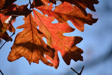 autumn leaves on sky