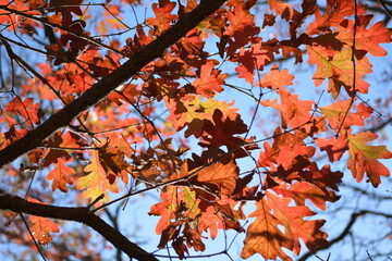red autumn leaves