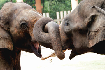 Two Elephant friends playing together with their tusk crossed at indian zoo showing love and affection