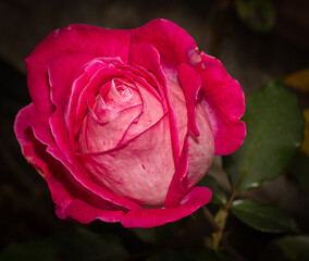 rosa fucsia y blanco su fondo verde natural