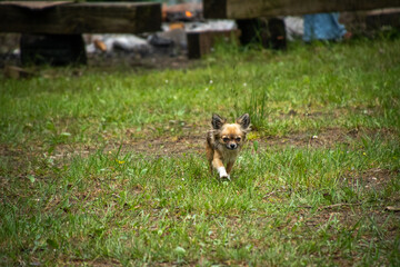 Chihuahua Hund auf grüner Wiese