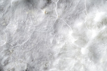 the white fluffy mycelium of psilocybin mushrooms, similar to the neurons of the brain. - obrazy, fototapety, plakaty