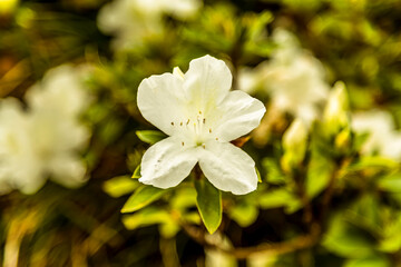 A close up of a white Azalea in the tropical garden above the city of Funchal Madeira with background defocussed