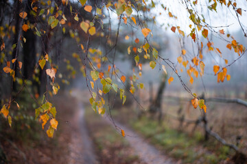 Autumn landscape of birch branches over the countryside road. Moody autumn weather