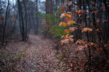Rural dirt road through the forest with a small oak tree with bright golden leaves. Landscape of late misty fall, just before the winter