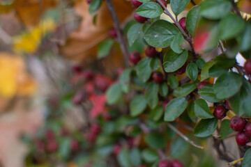 Bush closeup during autumn