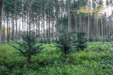 Wiederaufforstung durch Neuanpflanzung im Nadelwald