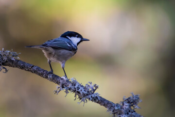 Cute bird coal tit. Colorful nature background. 