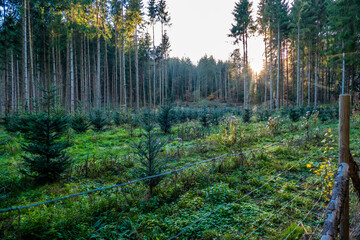 Wiederaufforstung durch Neuanpflanzung im Nadelwald