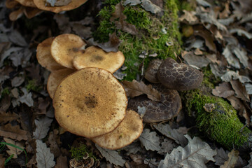 Multiple mushroom groups with yellow mushrooms popping out.
