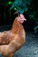 Cute single red hair hen walking in a hen house or in a free range on a farm in the village