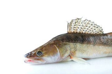 chilled raw fish pikeperch is on white background with copy space