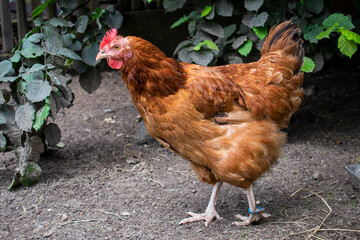 Cute single red hair hen walking in a hen house or in a free range on a farm in the village