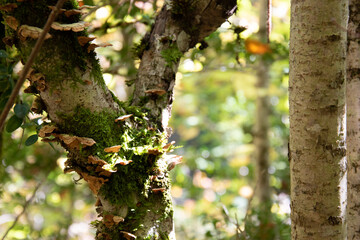 Reflection of light on a branch of any tree