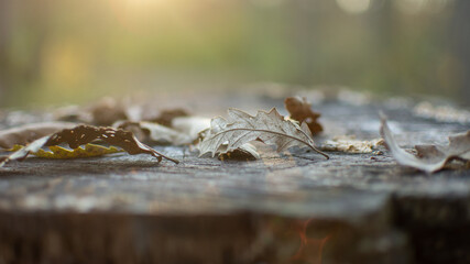 Leaves on cut tree trunk