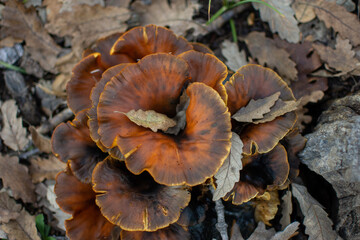 Orange mushroom flower shape mushroom closeup from top