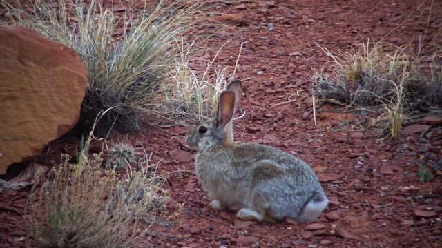 Rabbit in the wilds in Utah, USA