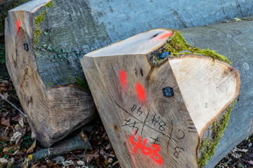 Markierter Baumstamm im Wald