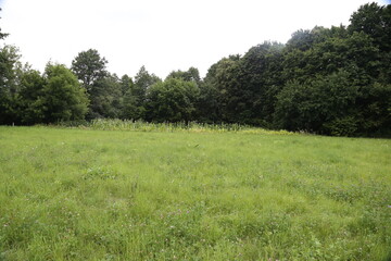Summer landscape. Green meadow against trees