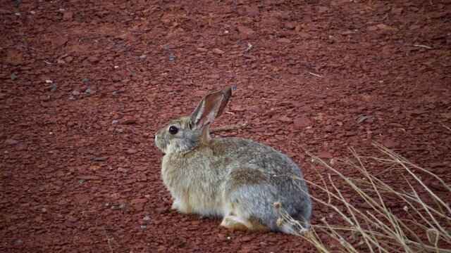 Rabbit in the wilds in Utah, USA